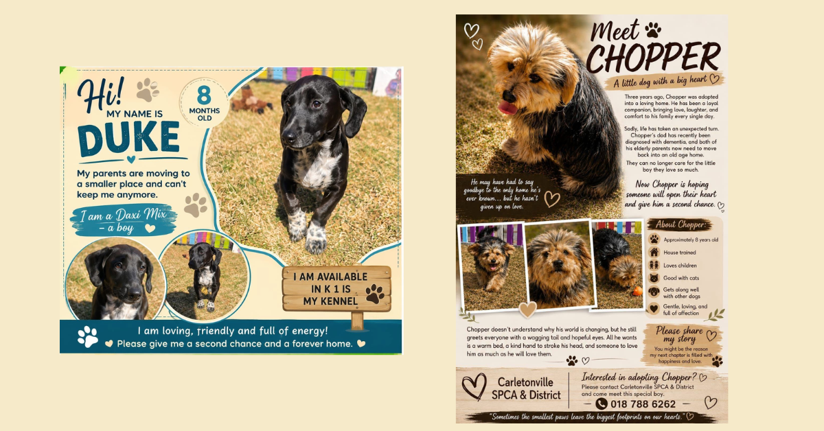 Give a Second Chance: Open Your Heart and Home to These Loving Animals